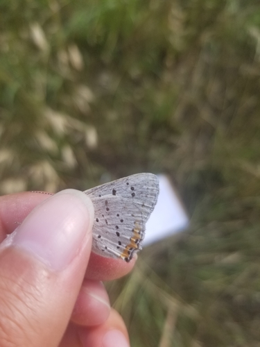 Gray Copper photo 4