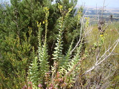 Osteospermum corymbosum