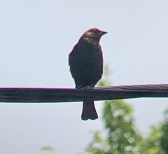 Molothrus ater
