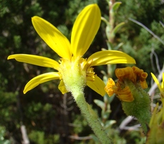 Osteospermum corymbosum