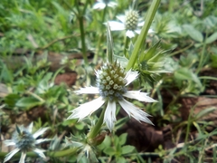 Eryngium hookeri