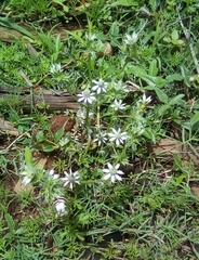 Eryngium hookeri