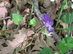 Viola merxmuelleri