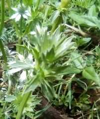 Eryngium hookeri