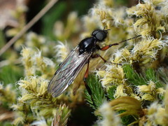 Bibio palliatus