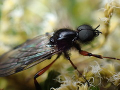 Bibio palliatus