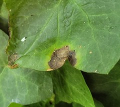 Colletotrichum trichellum