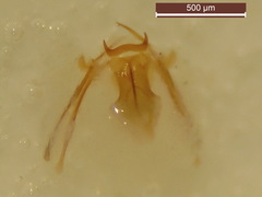 Contacyphon laevipennis