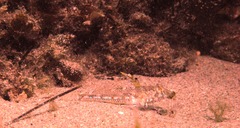 Nesogobius pulchellus