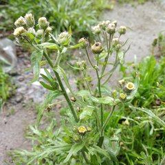 Erigeron variifolius