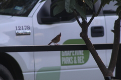 Cardinalis cardinalis
