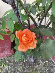 Rosa