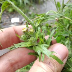 Erigeron variifolius