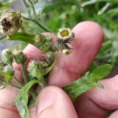Erigeron variifolius