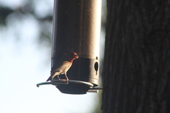 Haemorhous mexicanus