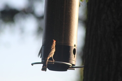 Haemorhous mexicanus