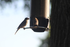 Haemorhous mexicanus