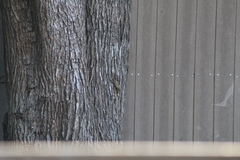 Sceloporus olivaceus