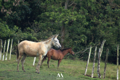 Equus asinus × caballus