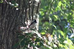 Poecile carolinensis