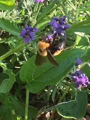 Bombus nevadensis