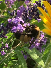 Bombus nevadensis