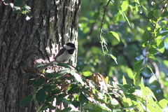 Poecile carolinensis