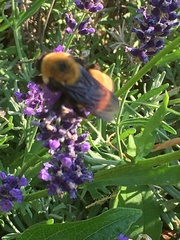 Bombus nevadensis