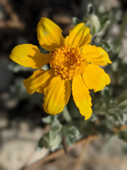Eriophyllum lanatum integrifolium