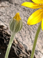 Eriophyllum lanatum integrifolium
