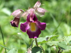 Proboscidea fragrans