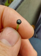 Eriocaulon aquaticum