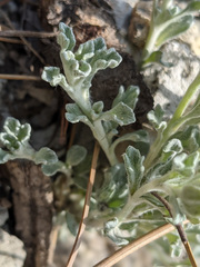 Eriophyllum lanatum integrifolium
