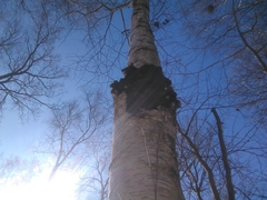 Inonotus obliquus sterilis