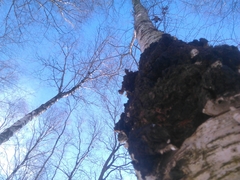 Inonotus obliquus sterilis