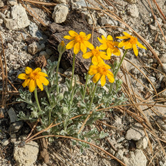 Eriophyllum lanatum integrifolium