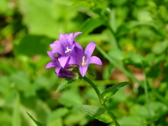 Campanula glomerata