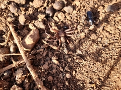 Sicarius thomisoides