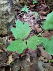 Stylophorum diphyllum