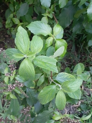 Ocimum campechianum