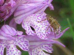 Oxyopes heterophthalmus