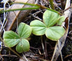 Oxalis truncatula