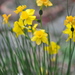 Narcissus assoanus - Photo (c) proteinbiochemist, algunos derechos reservados (CC BY-NC)