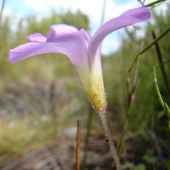 Oxalis truncatula