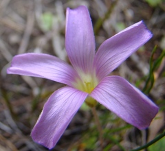 Oxalis truncatula