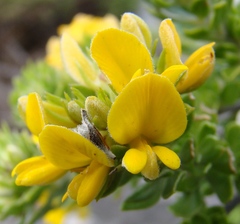 Aspalathus securifolia