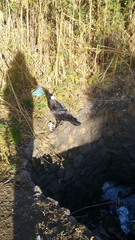 Corvus crassirostris