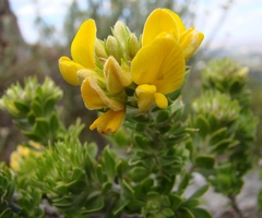 Aspalathus securifolia