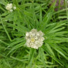 Pseudognaphalium viscosum