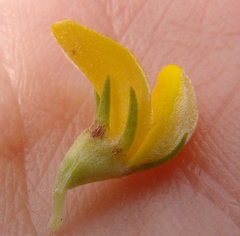 Aspalathus securifolia